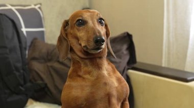 Kapalı bir koltukta oturan kahverengi bir dachshund köpeğinin yakın çekimi. Köpek komik ve meraklı bir ifadeyle yukarı bakıyor. Konforlu arka plan, yüksek kalite 4K görüntü.