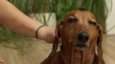 Kapalı mekanda oturan sevimli kahverengi bir daksund 'u okşayan bir kadının yakın çekim videosu. Köpek doğrudan kameraya bakıyor. Sakin, rahat bir atmosfer, insan ve evcil hayvan arasındaki sevgi ve bağın göstergesi. 4k