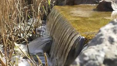 Küçük bir beton basamağın üzerinden akan temiz su akıntısı şelaleyi andırıyor ve uzun yeşil sazlıklara çarpıyor. Güneşli hava, doğa manzarası, doğal ortamda tatlı su hareketleri. 4k 