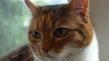 Evcil bir kedinin doğrudan kameraya bakıp sonra da kafasını pencereye doğru çevirmesi. Doğal ışık, yeşil arka plan, sakin davranış. Yüksek kalite 4k görüntü