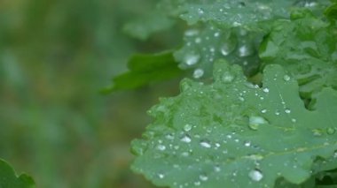 Rüzgarda hafifçe hareket eden yeşil bir meşe yaprağının üzerindeki yağmur damlalarına yakın çekim. Islak hava ve doğa geçmişi, çevresel ya da mevsimsel temalar için uygun. Yüksek kalite 4k görüntü