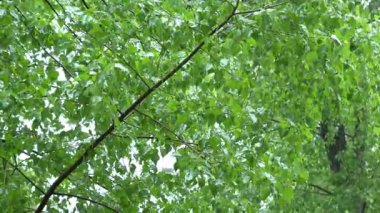 Şiddetli yağmurda yeşil kavak yapraklarının yakın çekimi. Doğal yeşillik arka planı, canlı yaprakların üzerine düşen yağmur damlaları. Yağmur sırasında doğada sakin ve huzurlu bir atmosfer. 4k görüntü