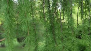 Yeşil çam dallarının rüzgarda sallandığı 4K video. Yaz ormanlarında yumuşak doğal arka plana sahip yakın çekim..
