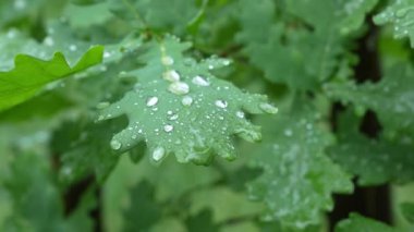 Yeşil bir meşe yaprağının üzerindeki yağmur damlaları yavaşça rüzgarda sallanıyor. Islak hava ve doğal arka plan, çevresel veya mevsimsel temalar için uygun. 4K biçiminde yüksek kaliteli video.