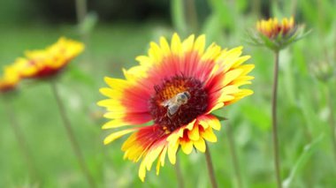 Yeşil bulanık arkaplanda canlı kırmızı ve sarı bir çiçekten nektar toplayan bir arının 4K videosu. Makro çekimi yaz doğasında.