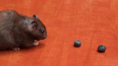 Küçük siyah bir hamster ahşap bir masada taze yaban mersini yer, 4K 'da yakın plan çekimde..