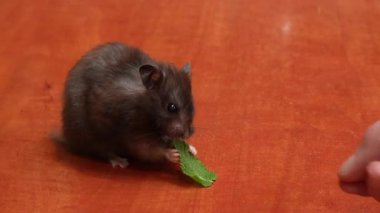 Küçük siyah bir hamster, bir insanın elinden taze bir nane yaprağı alır ve onu ahşap bir masada yer. 4K 'deki sevimli hayvan videosu..