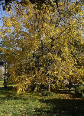 siyah ceviz ağacı - juglans nigra ve meyveler kapanıyor