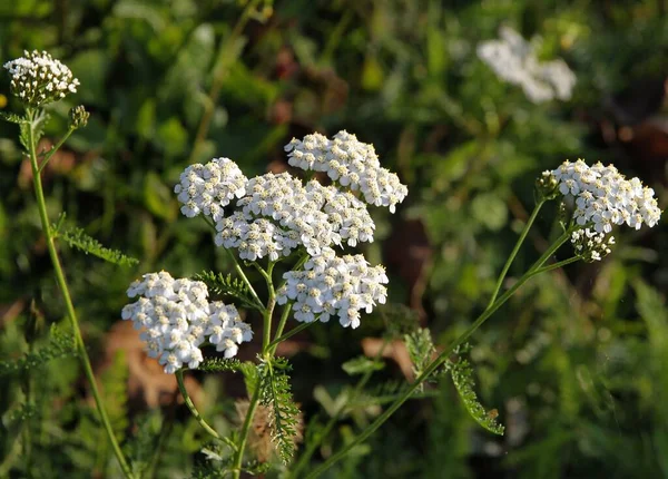 Yarrow Bylina Achillea Millefolium Herb Bílými Květinami Uzavřete — Stock fotografie