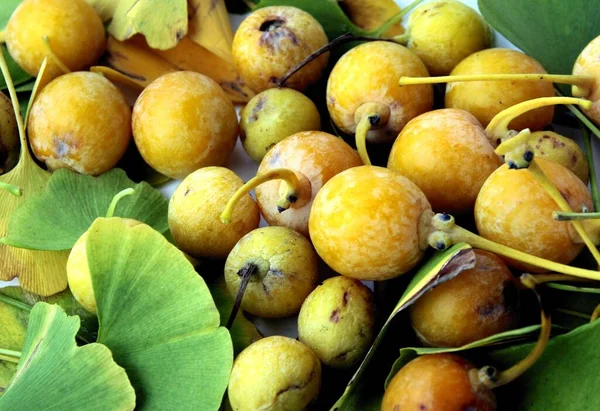 Żółty Okrągły Dojrzałe Zdrowe Owoce Ginkgo Dziewicze Drzewo Jesienią — Zdjęcie stockowe