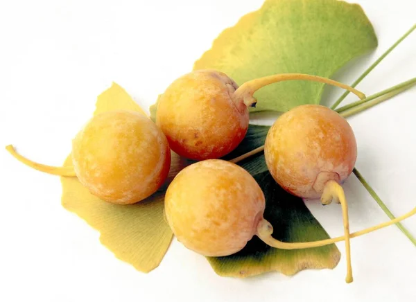 Κίτρινοι Στρογγυλοί Ώριμοι Και Υγιείς Καρποί Του Δέντρου Ginkgo Maidenhair — Φωτογραφία Αρχείου