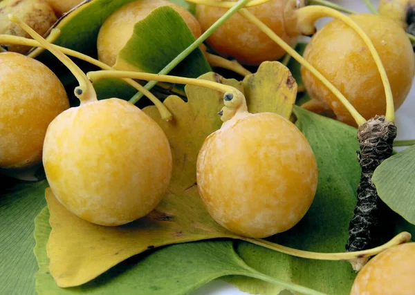 Yellow Ripe Healthy Fruits Ginkgo Maidenhair Tree Autumn — Stock Photo, Image
