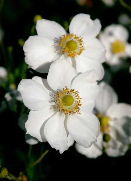 Pretty White Flowers Anemon Plant Close — Stock Photo, Image