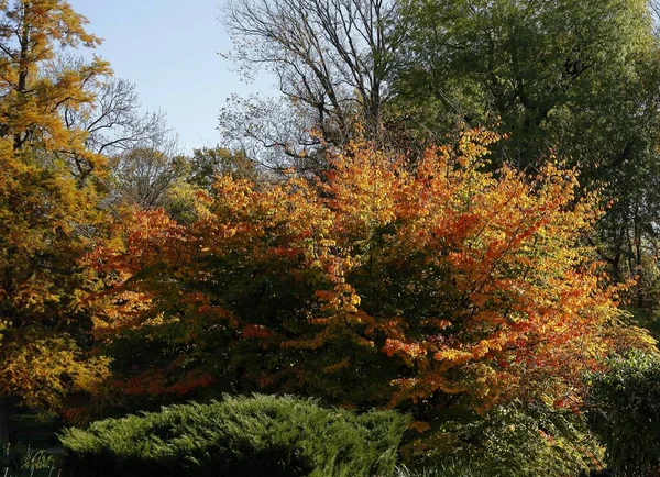 Попугай Разноцветной Листвой Осенью — стоковое фото