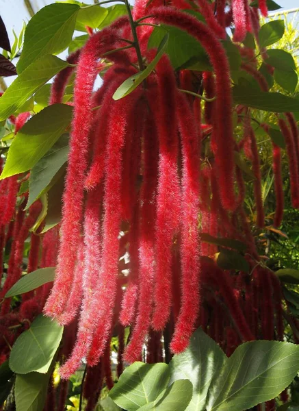 Flores Rojas Esponjosas Planta Tropical Acalypha Hispida Eurhorbiaceae Familia — Foto de Stock