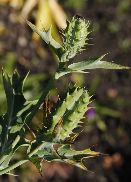 Kolczasta Zielona Roślina Argemone Mexicana Żółtymi Kwiatami Zbliżenie — Zdjęcie stockowe