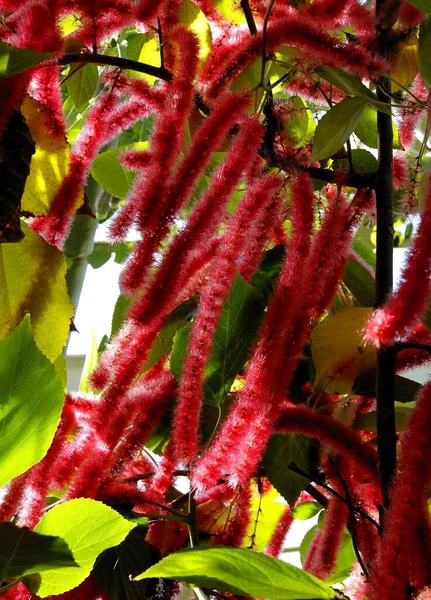 Red Fluffy Flowers Acalypha Hispida Tropical Plant Eurhorbiaceae Family — Stock Photo, Image
