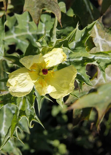 Колючее Зеленое Растение Archione Ficana Желтыми Цветками Крупным Планом — стоковое фото