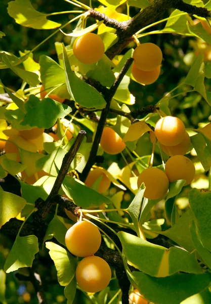 Gelbe Runde Reife Und Gesunde Früchte Des Ginkgo Mädchenhaarbaums Herbst — Stockfoto