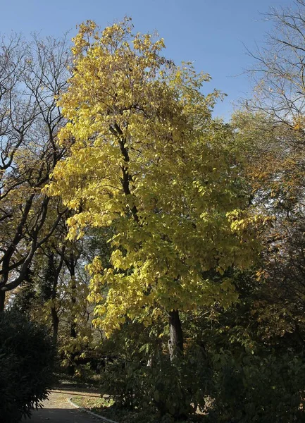 Катальпа Дерево Желтой Листвы Коричневые Длинные Сосуды Семян Шелухи Осенью — стоковое фото