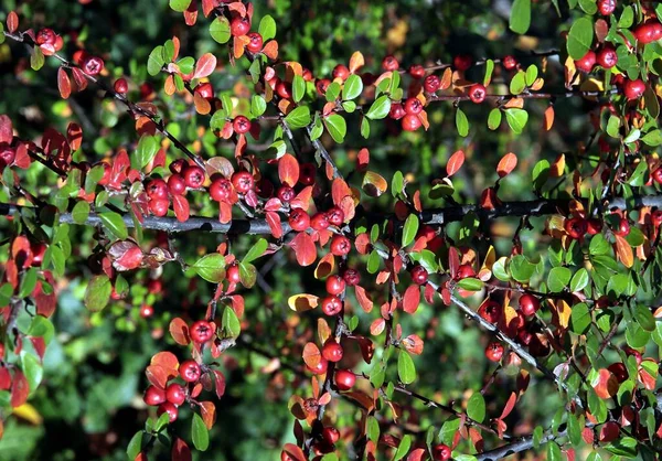 Cotoneaster Horizontalis Θάμνος Μικρά Κόκκινα Φρούτα Φθινόπωρο Στον Κήπο — Φωτογραφία Αρχείου