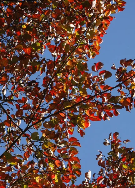Barevné Listy Kukuřice Bratranec Strom Podzim Parku — Stock fotografie