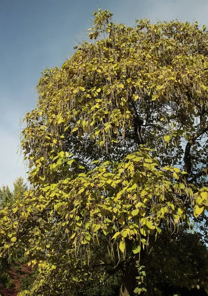 Katalpa Strom Žlutým Listím Hnědé Dlouhé Semenné Nádoby Plevy Podzim — Stock fotografie