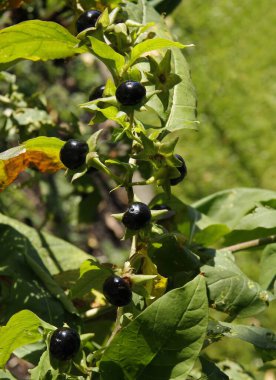 Atropa bella-donna - Siyah, zehirli, küçük meyveli Solanaceae aile bitkisi