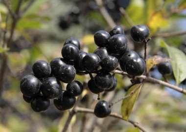 ligustrum vulgare - sonbaharda siyah meyveli özel çalı