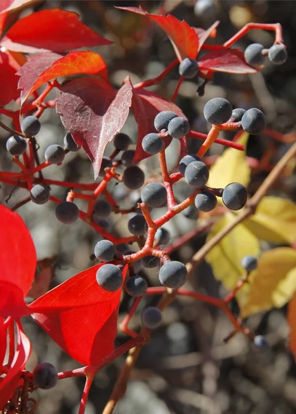 Folhagem Vermelha Colorida Planta Escalada Parthenocissus Quinquefolia Outono — Fotografia de Stock