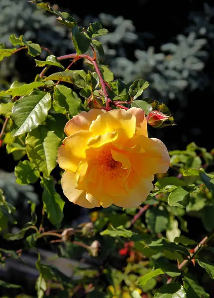 Bonitas Rosas Del Jardín Cerca —  Fotos de Stock