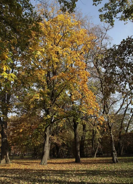 Stromy Žlutým Listím Jako Podzimní Scenérie Flóře — Stock fotografie