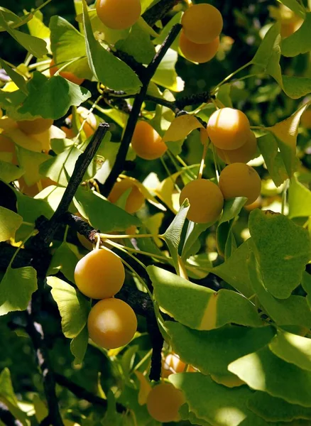 Runde Gelbe Früchte Und Blätter Des Ginkgo Mädchenhaarbaums Herbst — Stockfoto