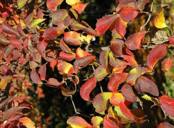 Κόκκινο Και Πολύχρωμο Φύλλωμα Του Cornus Cousa Δέντρο Φθινόπωρο — Φωτογραφία Αρχείου