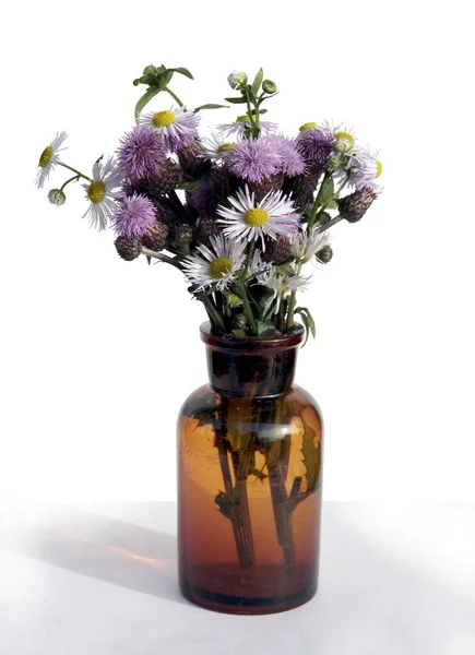 Fleurs Lila Boules Blanches Avec Graines Chardon Plante Épineuse Sauvage — Photo