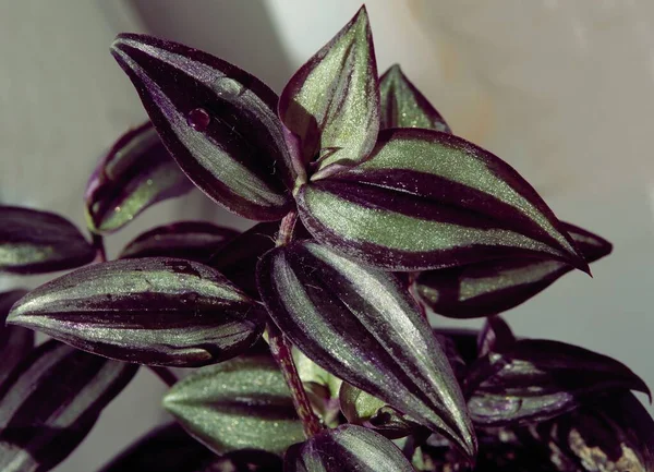 Purple Green Brilliant Leaves Tradescantia House Potted Plant — Stock Photo, Image
