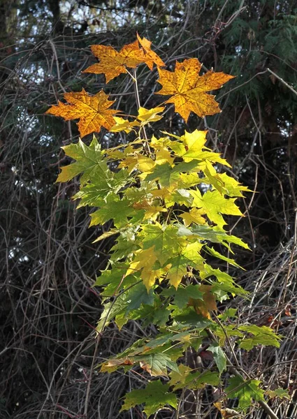 Жовте Листя Кленового Дерева Восени Парку — стокове фото