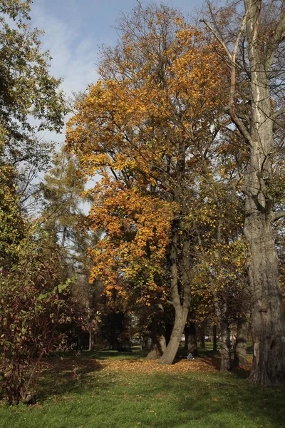 Bäume Mit Gelbem Laub Als Herbstkulisse Der Flora — Stockfoto