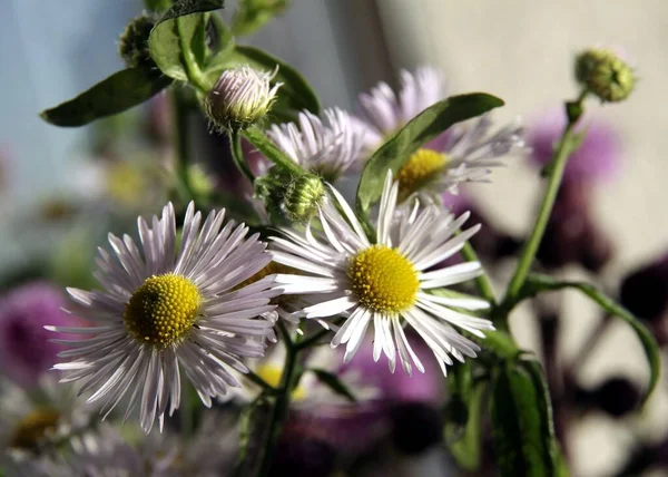 Erigeron Bitkisinin Küçük Lila Çiçekleri Yaklaş — Stok fotoğraf
