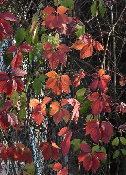 Κόκκινο Και Πολύχρωμο Φύλλωμα Του Αναρριχητικού Φυτού Parthenocissus Quinquefolia Φθινόπωρο — Φωτογραφία Αρχείου