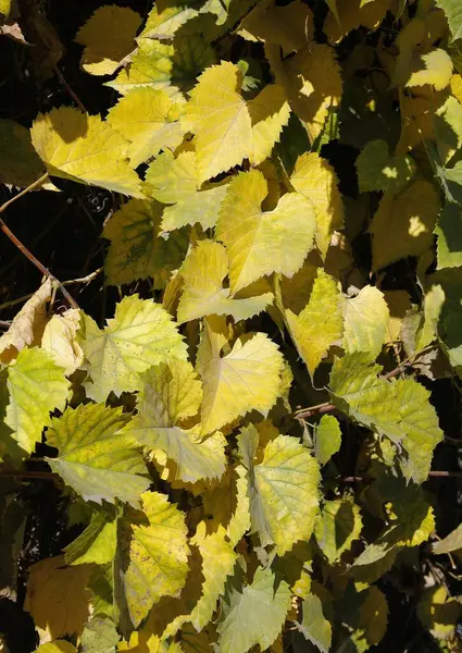 Žluté Listy Popínavé Rostliny Podzim — Stock fotografie