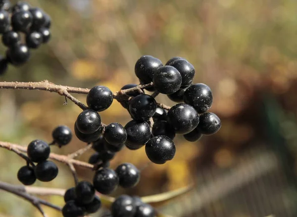 Bokor Apró Fekete Gyümölcsei Ősszel — Stock Fotó