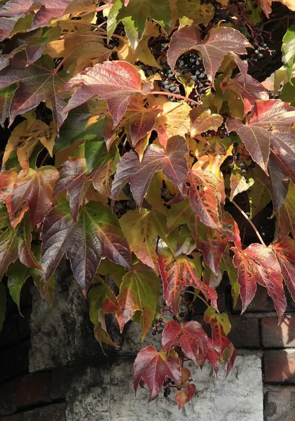 Follaje Multicolor Planta Trepadora Parthenocissus Tricuspidata Otoño — Foto de Stock