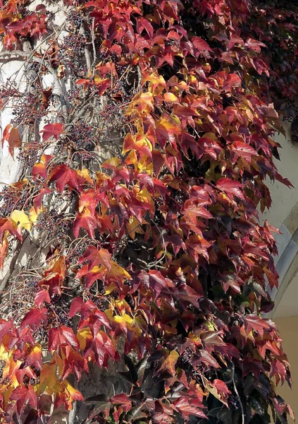 Multicolor Foliage Climbing Plant Parthenocissus Tricuspidata Autumn — Stock Photo, Image