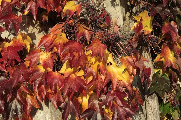 Vícebarevné Listoví Horolezecké Rostliny Parthenocissus Tricuspidata Podzim — Stock fotografie