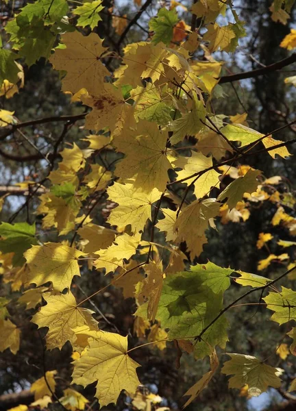 秋天公园里枫树的黄叶 — 图库照片