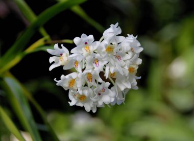 Güzel beyaz ve mor, Neobenthamia Gracilis-Orchid 'in küçük çiçekleri