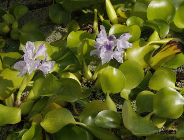 Eichhornia Crassipes 'in Lila güzel çiçekleri. Yakın plan.