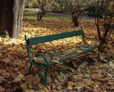 Sonbahar manzarası gibi sarı yaprakları olan ağaçlar.