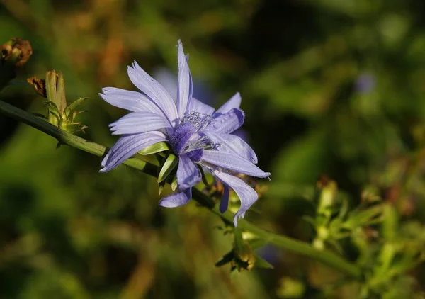Pretty Blue Flowers Chicory Cichorium Intybus Meadow Close — Stock Photo, Image